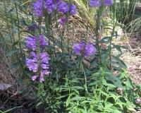 native plants 056.jpg